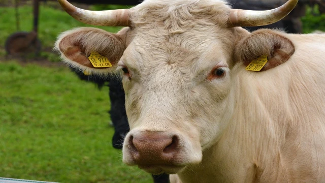 chipirovanie-kak-instrument-borby-s-krazhami-i-poteryami-zhivotnyh