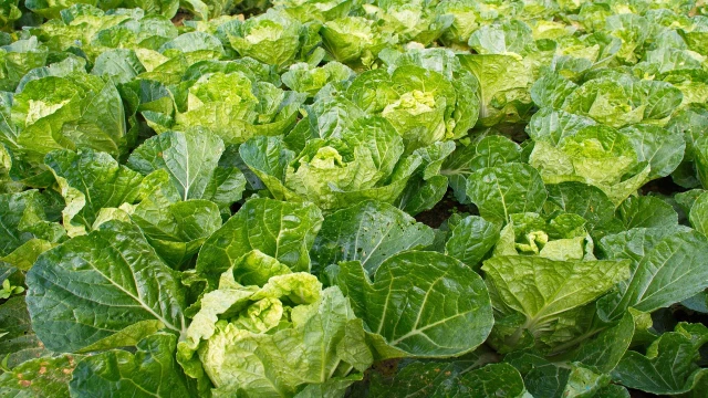 inzheneriya-hraneniya-i-pererabotki-selhozprodukcii